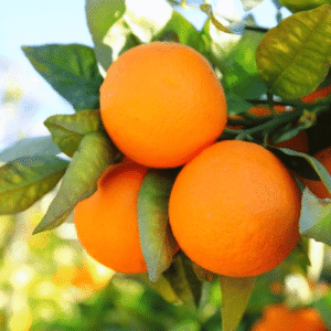 orange