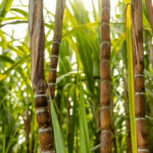 sugercane